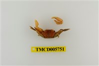 藏品(秀麗長方蟹)的圖片